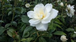 Rose Schneewittchen (Шнеевитхен Роза)