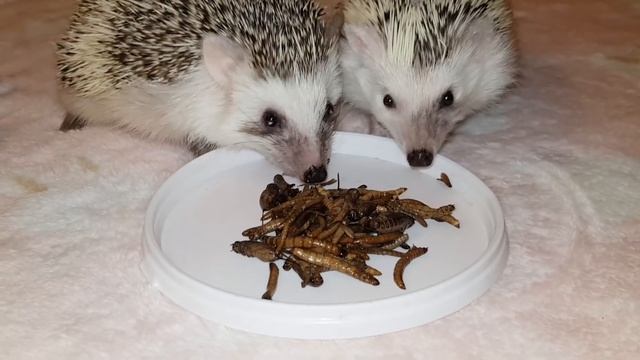 Ежики дегустируют консервы.\\ КОНСЕРВЫ ДЛЯ ЕЖИКА смотреть онлайн