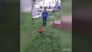 Питух против Человека