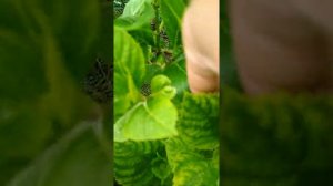 #хлорозгортензии                                             Хлороз гортензии весной