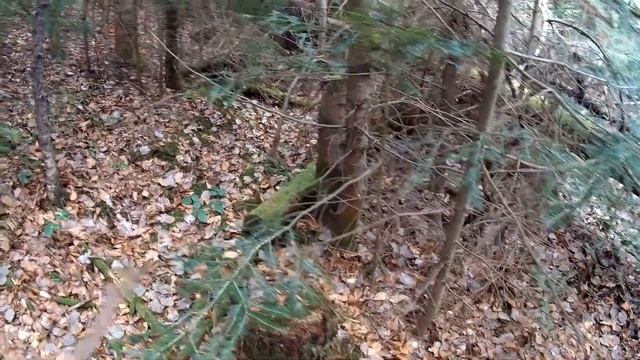 ДИКИЕ МЕСТА, ГДЕ РЕДКО БЫВАЮТ ГРИБНИКИ! смотреть онлайн