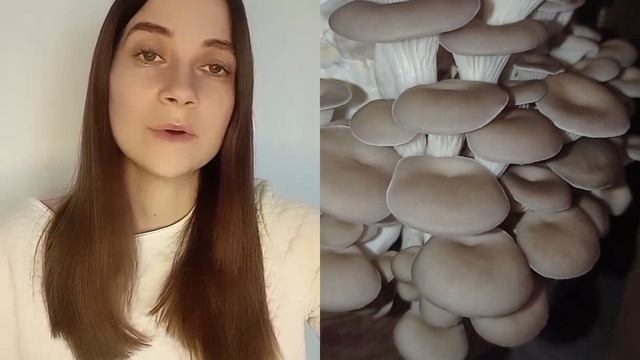 Выращивание вешенки дома