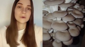 Выращивание вешенки дома