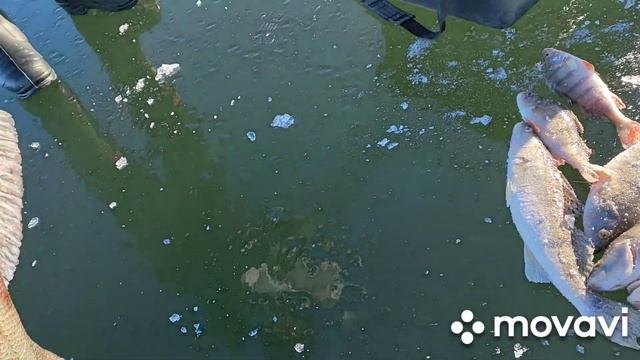 открыл сезон,первый лед смотреть онлайн