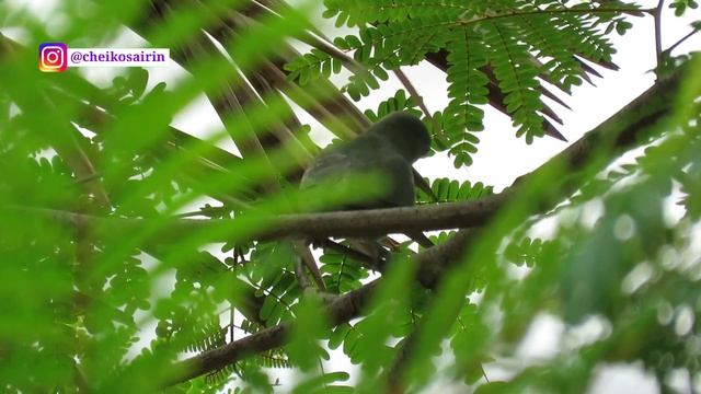 Saya Mencari Burung Pacat (Pitta), Tetapi Menjumpai Burung Lain | Birding In Singapore смотреть онлайн
