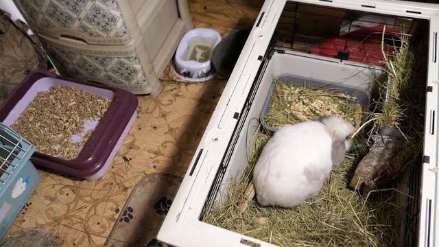 НОВЫЙ питомец Коржик 13/10/2022 #МИНОР_порода_КРОЛИКОВ существует ??? Ссылка в описании к видео. смотреть онлайн