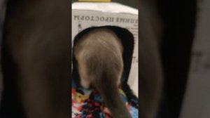 Как легко приучить кошку к домику 😺😻