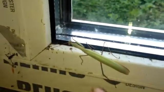 Богомол уже водится в Казани!!! смотреть онлайн