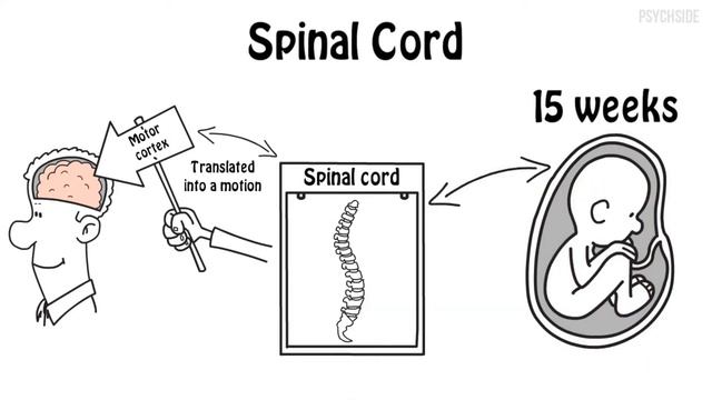 Why Are Some People Left Handed? And Why They Are Special? смотреть онлайн