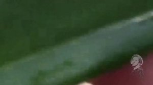 ЮККА И ЩИТОВКА.  ЗАКРУЧИВАЮТСЯ ЛИСТЬЯ   ВЕРОЯТНОСТЬ НАЛИЧИЯ ЩИТОВКИ!