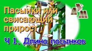 ? Длинные пасынки или свисающий прирост винограда? Часть 1 - Оптимальная длина пасынков