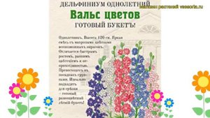 Дельфиниум культурный Вальс цветов. Краткий обзор, описание характеристик delphinium ajacis