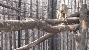 Европейский лесной кот гуляет по вольеру и ворчит. 03.04.2023