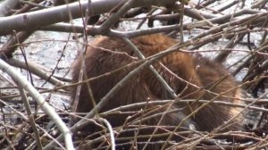 Ондатры снова на Урале (разлив 1 апреля 2023 года у Оренбурга)