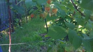 Валентина. Малина летняя ранняя видеообзор 04,07,2021