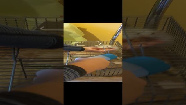 как ухаживать за хомяками
