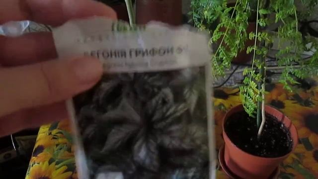 Растения из семян. Мои успехи и провалы.Что из них выросло ? смотреть онлайн