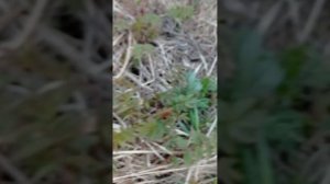 Коп в Карелии ч.5. Последний сигнал. Нокта Макро Симплекс Плюс. Весна 2022 г.