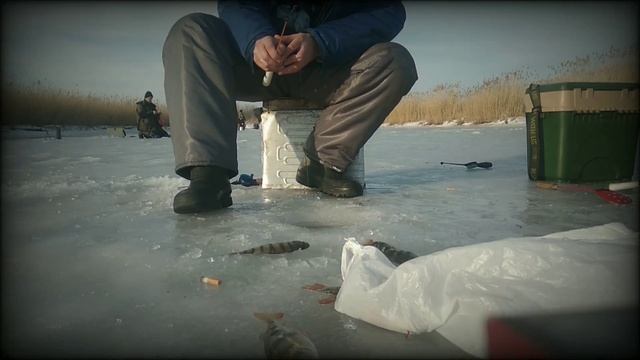 #рыбалка2021#бешеныйклев#  ЖОР ОКУНЯ АКТИВНЫЙ КЛЕВ ВЕСЕННЕЙ РЫБЫ КАЛИНИНГРАДСКАЯ ЗИМНЯЯ РЫБАЛКА