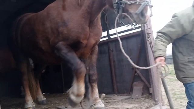 Лошади русский тяжеловоз