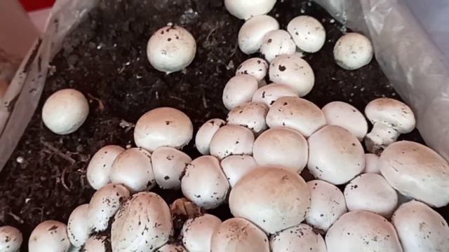 मशरूम की खेती कैसे होती हैं (Tips for Farming Mushroom in House) (Hindi) смотреть онлайн