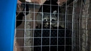 Агрессивный Енот Гон у Енотов полоскунов