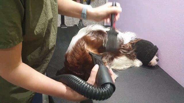 Любимцы в моде - комплексный груминг для Кавалер-кинг-чарльз-спаниеля смотреть онлайн