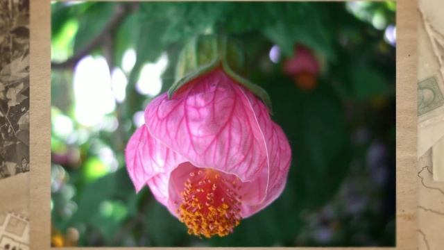 Абутилон гибридный || Abutilon hybridum смотреть онлайн
