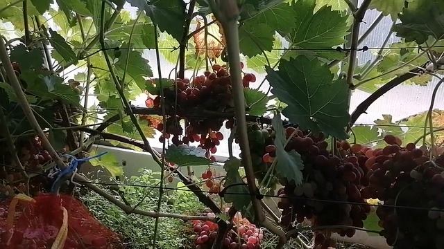 Виноград Велес 2023 смотреть онлайн