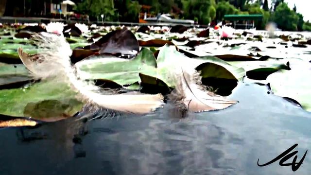 Water lily Nymphaeaceae... смотреть онлайн
