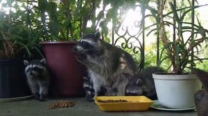 Еноты Кушают. Мама И четыре детёныша