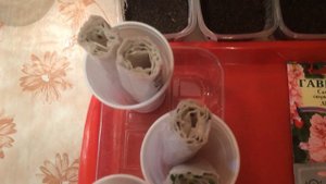 Сальвия. Выращивание из семян. Всходы 1