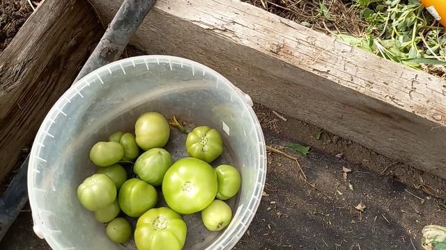 Обход участка, начало октября. Июльская картошка. Сажаем клубнику в теплице. смотреть онлайн