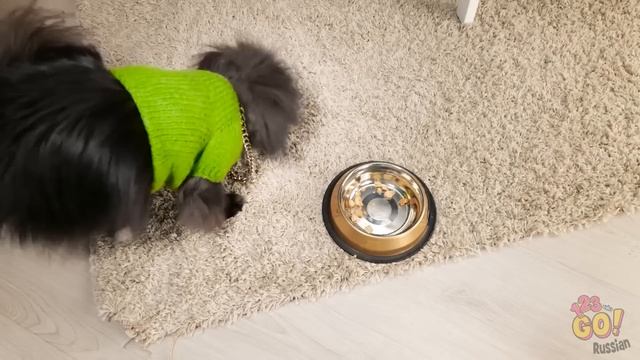 КАК НЕ ПОТЕРЯТЬ ПИТОМЦА ? | Полезные лайфхаки и гаджеты для владельцев домашних животных от 123 GO! смотреть онлайн