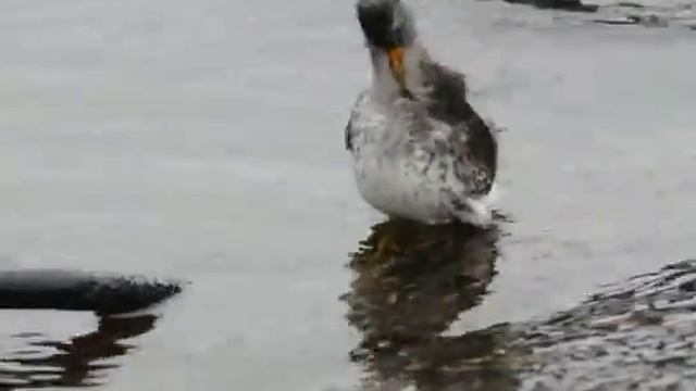 02-01-2014 Calidris maritima- Морской песочник смотреть онлайн