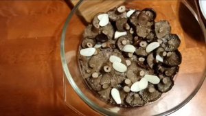Грибы горькушки солим дома - простой рецепт