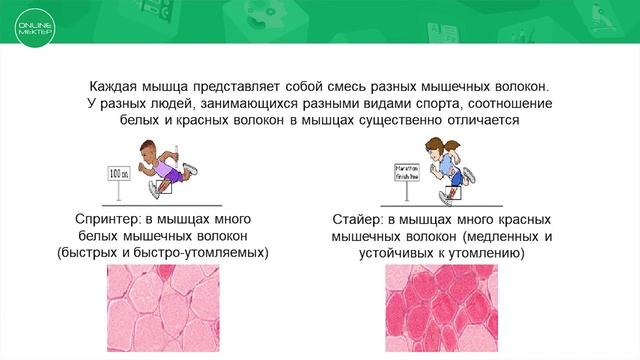 10 RUS СТРОЕНИЕ, ЛОКАЛИЗАЦИЯ И ОБЩИЕ СВОЙСТВА БЫСТРЫХ И МЕДЛЕННЫХ МЫШЕЧНЫХ ВОЛОКОН