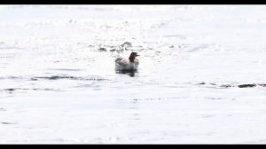 Крохаль бежит по воде