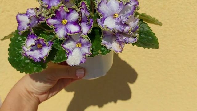 Фіалка НК-Вічна Молодість (НК-Вечная Молодость). Огляд цвітіння сорту. смотреть онлайн