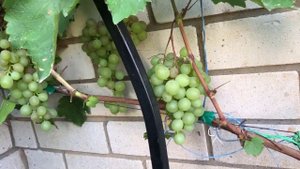 Виноград Русвен