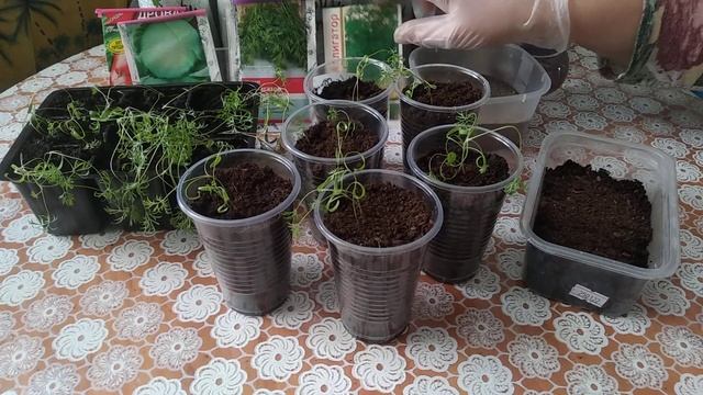 Выращивание Укропа Через Рассаду! 100% Приживаемость! смотреть онлайн