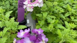 Петуния ампельная Mystical® Midnight Gold и др. цветущие