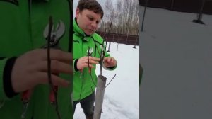 Обрезка трехлетнего саженца груши. Формируем дерево.