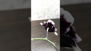 Орхидея .Фаленопсис . Plastic Doll