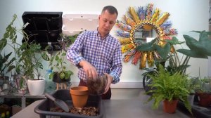 Нефролепис, почему я купил папоротник и как за ним ухаживать