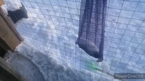 Куры не болеют зимой без отопления.