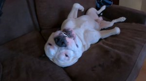 Амстафф ненавидит людей, привет Малахову и 1 каналу_ смотрите