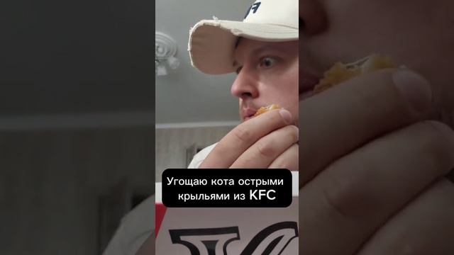 Кот и KFC