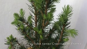 Рост 3 см. в год? // Отчет за 4 месяц // Елочка Picea glauca Conica // Пицея глаука Коника