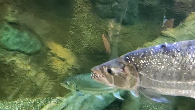 Самые хищные рыбы / топ смотреть онлайн